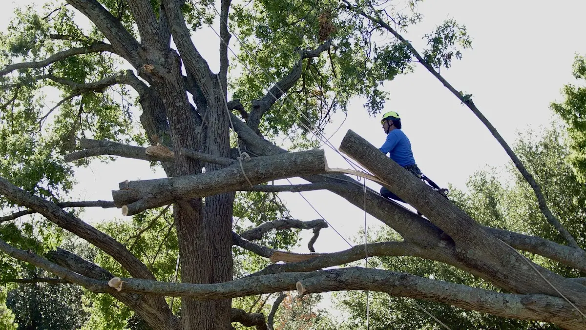 Professional Crown Thinning performed by certified arborists in Lamesa