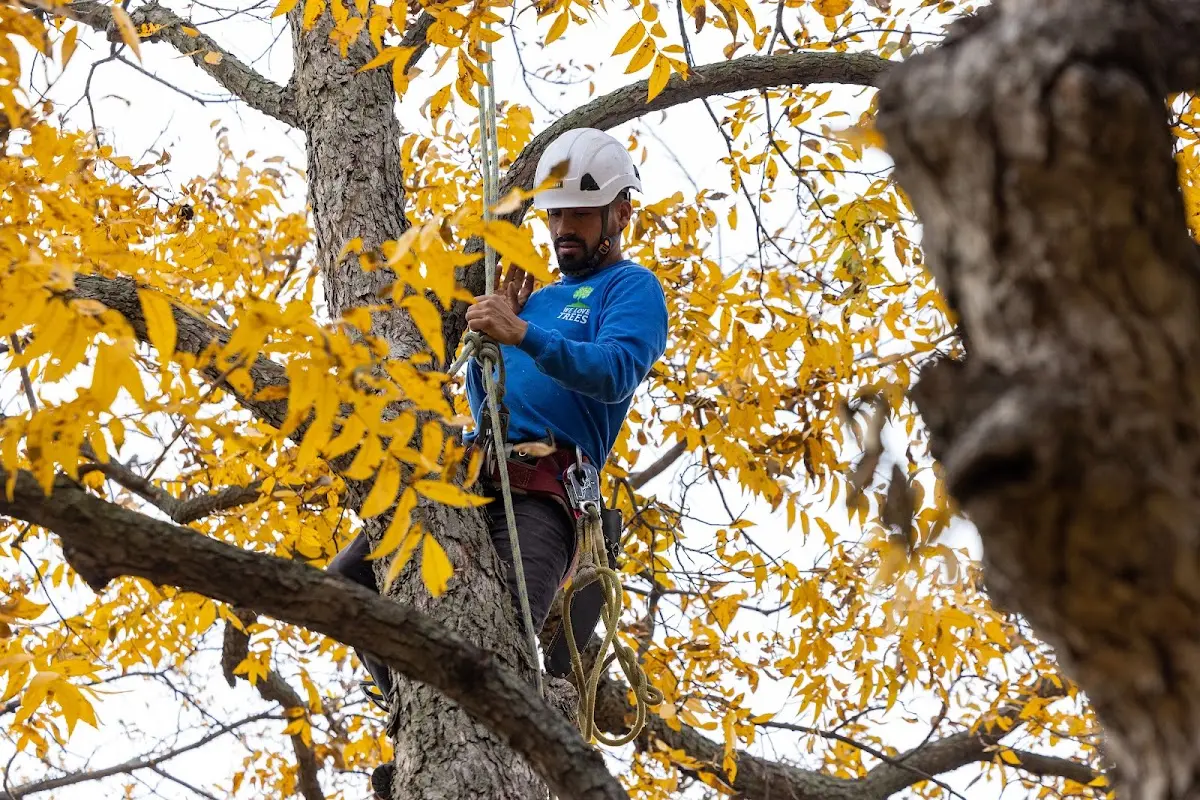 Skilled Tree Planting crew working in Lamesa